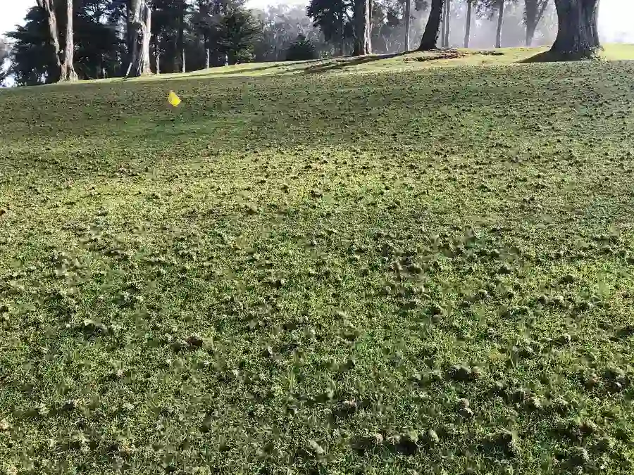 How Lawn Aeration Enhances Water Absorption in Montgomery, AL